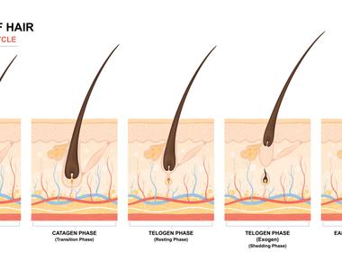 Human hair growth has three phases anagen catagen and telogen which last 2 7 years 10 20 days and 100 days respectively