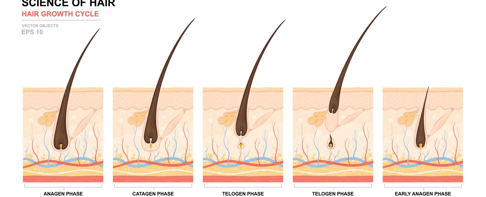 Human hair growth has three phases anagen catagen and telogen which last 2 7 years 10 20 days and 100 days respectively