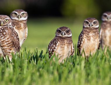A group of owls is called a parliament
