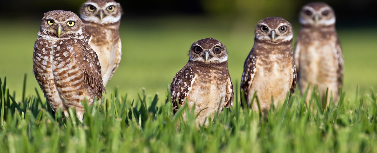 A group of owls is called a parliament