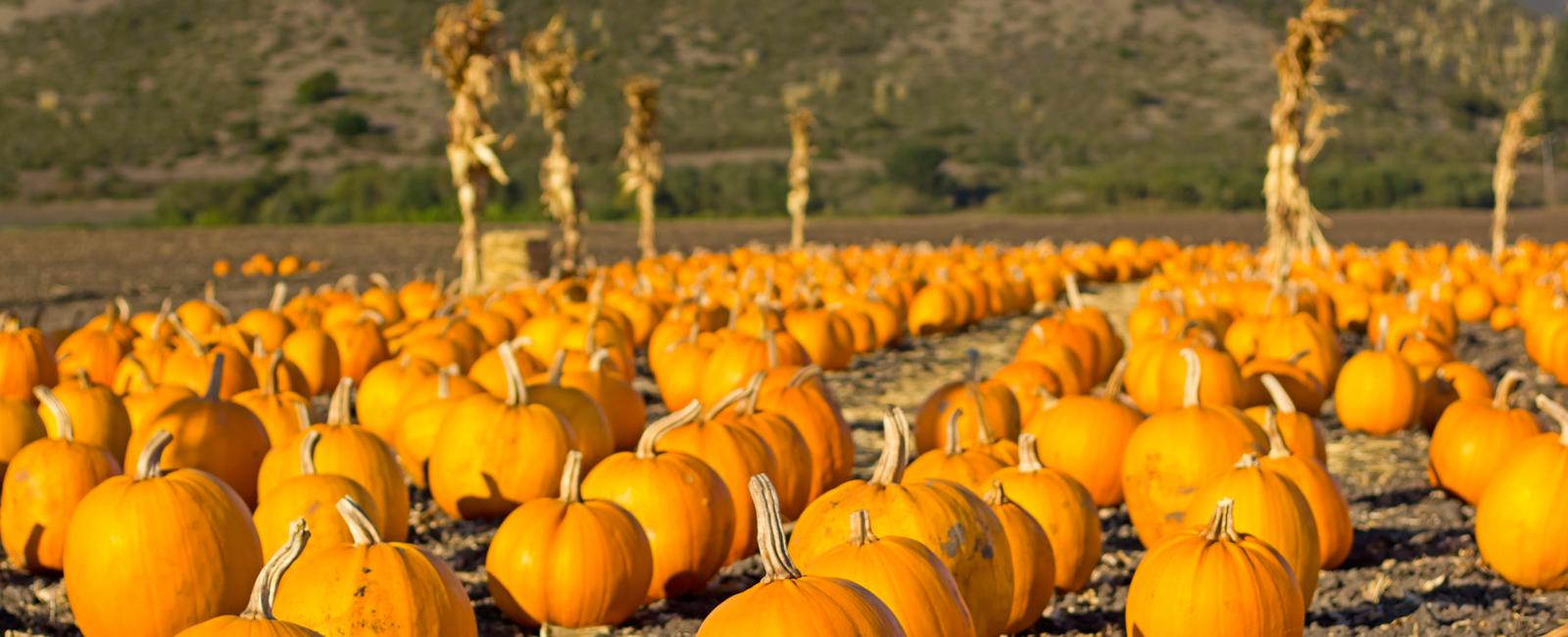 Illinois produces 5x more pumpkins than any other state