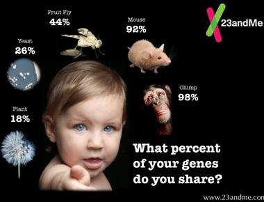 Humans and chimpanzees share 98 of their dna which is evident in our similar bodies and behavior the 2 gap changed human neural development and made us brainier