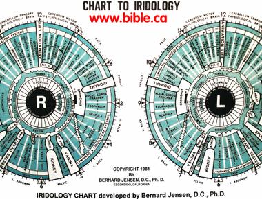 The study of the iris is called iridology