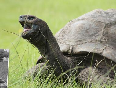 In 2019 a 187 year old tortoise named jonathan became the world s oldest known living animal on land