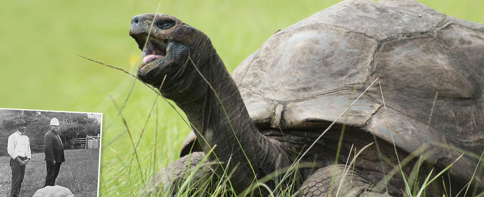 In 2019 a 187 year old tortoise named jonathan became the world s oldest known living animal on land