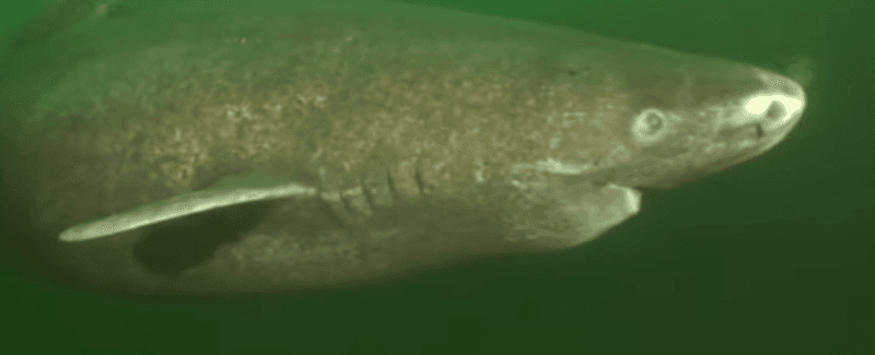 Greenland sharks don t reach sexual maturity until they re 150 | The ...