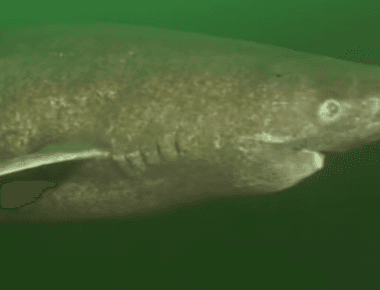 Greenland sharks don t reach sexual maturity until they re 150