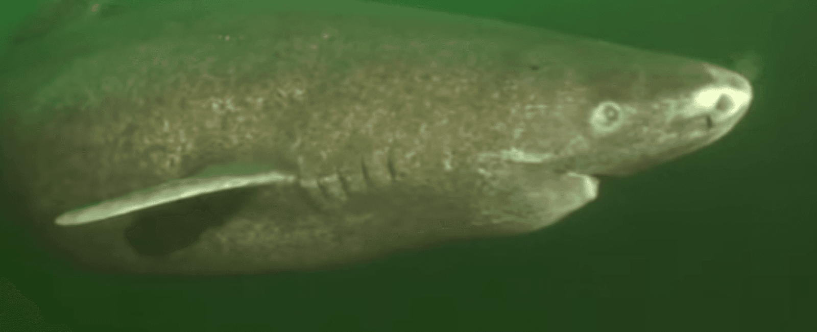 Greenland sharks don t reach sexual maturity until they re 150