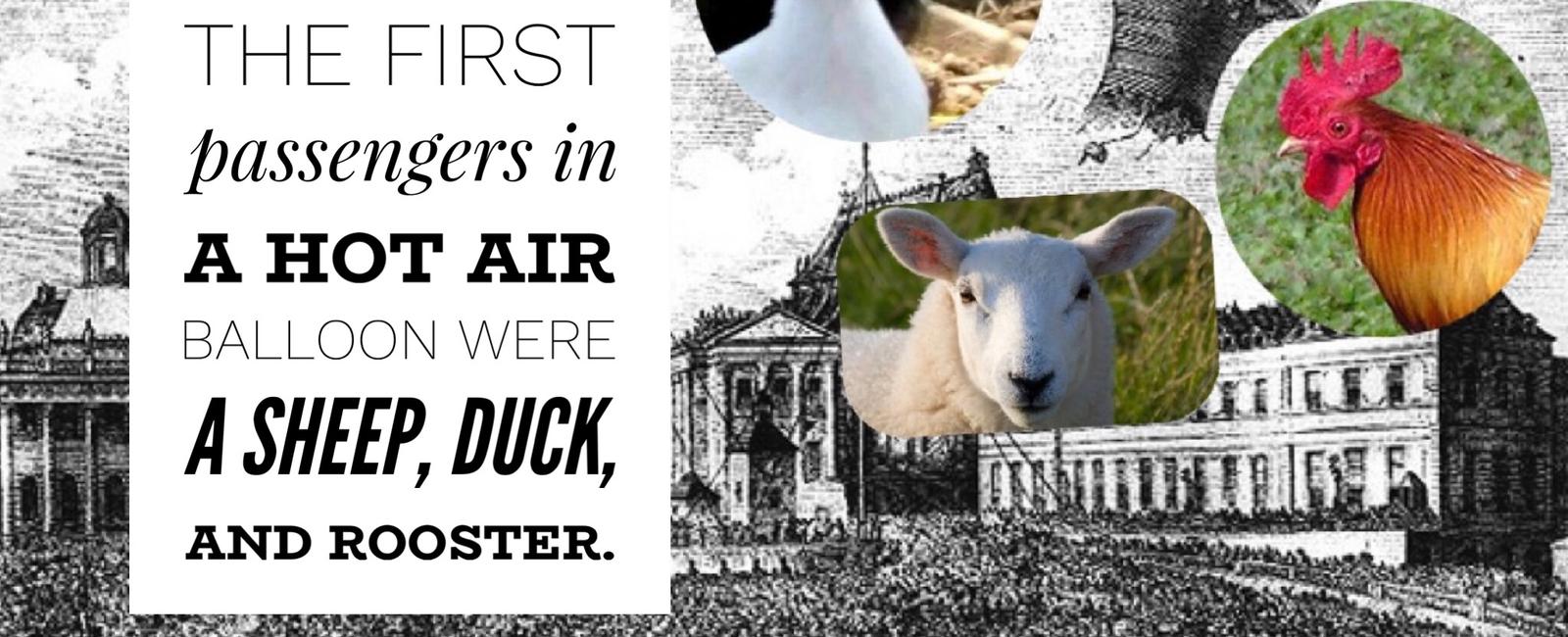 A sheep a duck and a rooster were the first passengers in a hot air balloon