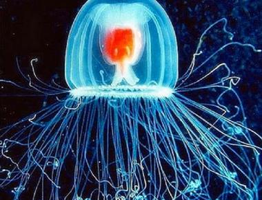 The turritopsis dohrnii jellyfish is officially known as the only immortal creature in the world it lives forever