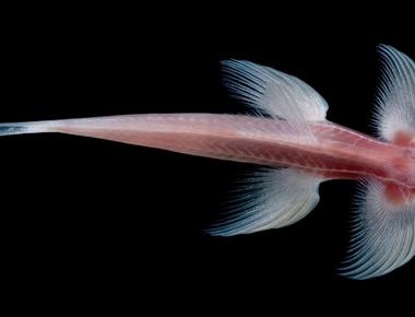 The thai fish called cryptotora thamicola can climb rocks this is the only fish that can walk it has a developed pelvis and it uses its flippers like reptiles use their limbs