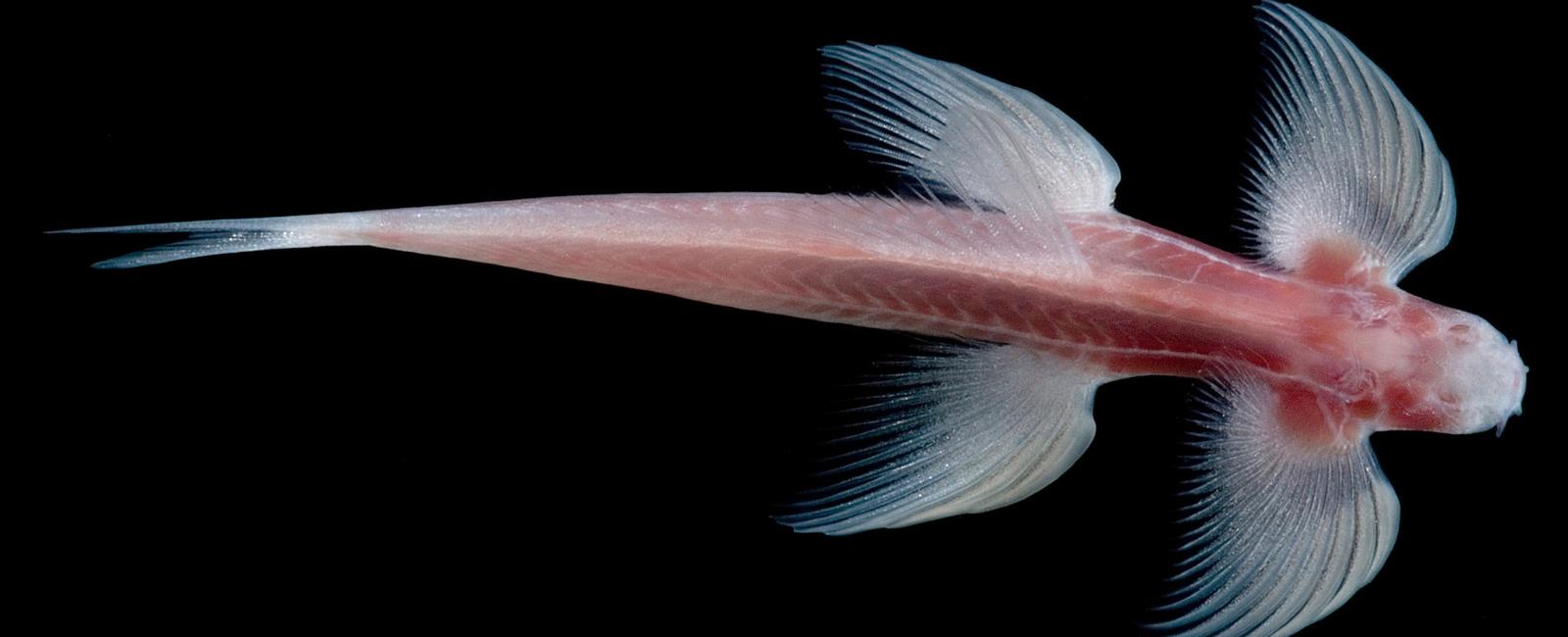 The thai fish called cryptotora thamicola can climb rocks this is the only fish that can walk it has a developed pelvis and it uses its flippers like reptiles use their limbs