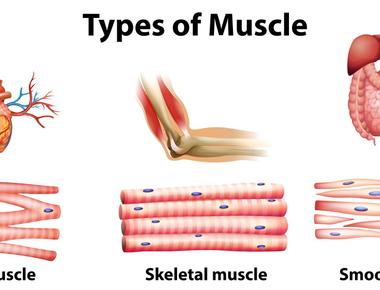 The human body has three types of muscle cardiac smooth and skeletal