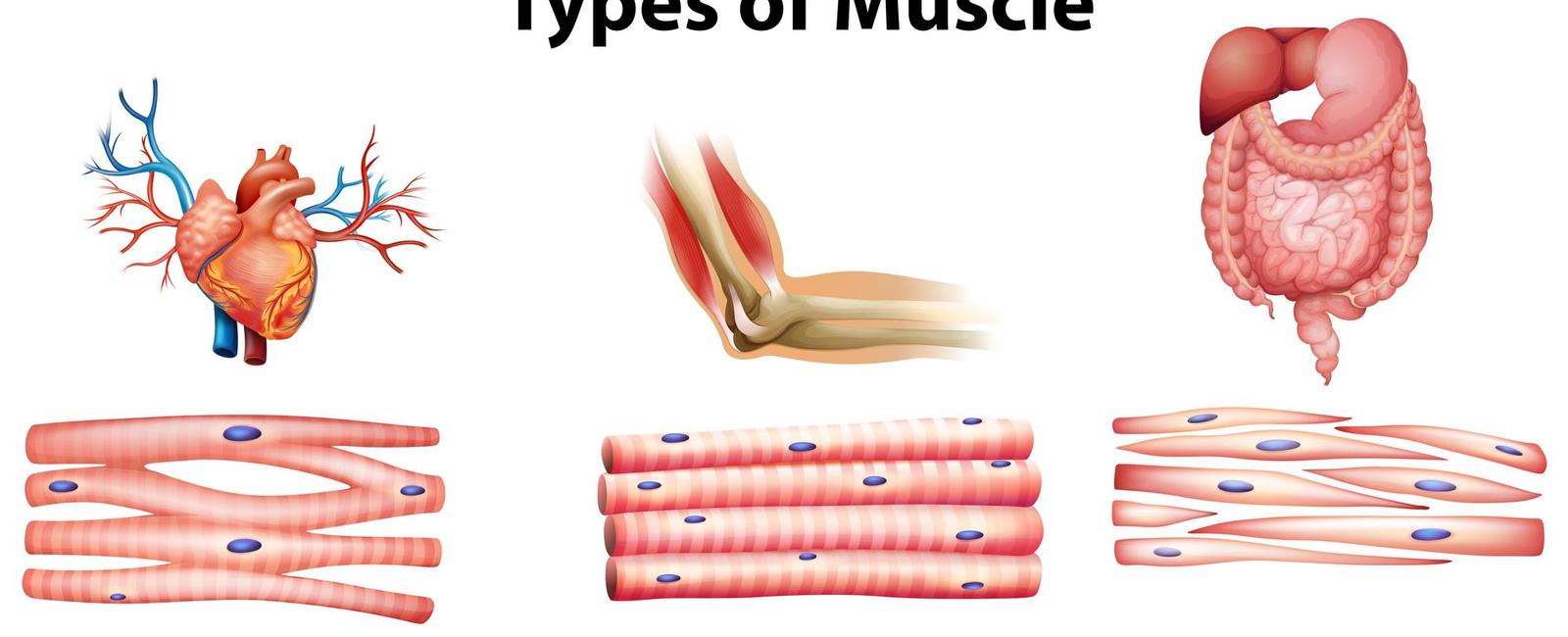 The human body has three types of muscle cardiac smooth and skeletal