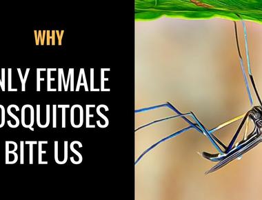 Only female mosquitoes will bite you