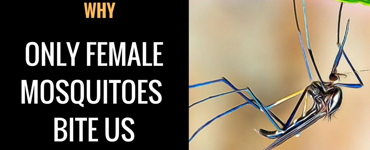 Only female mosquitoes will bite you