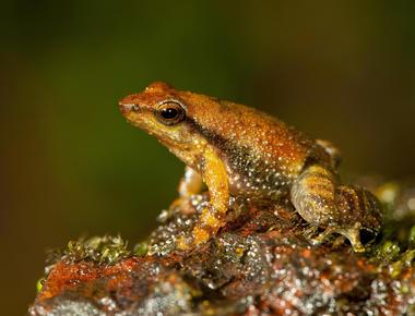 In 2014 14 new species of dancing frogs had been discovered