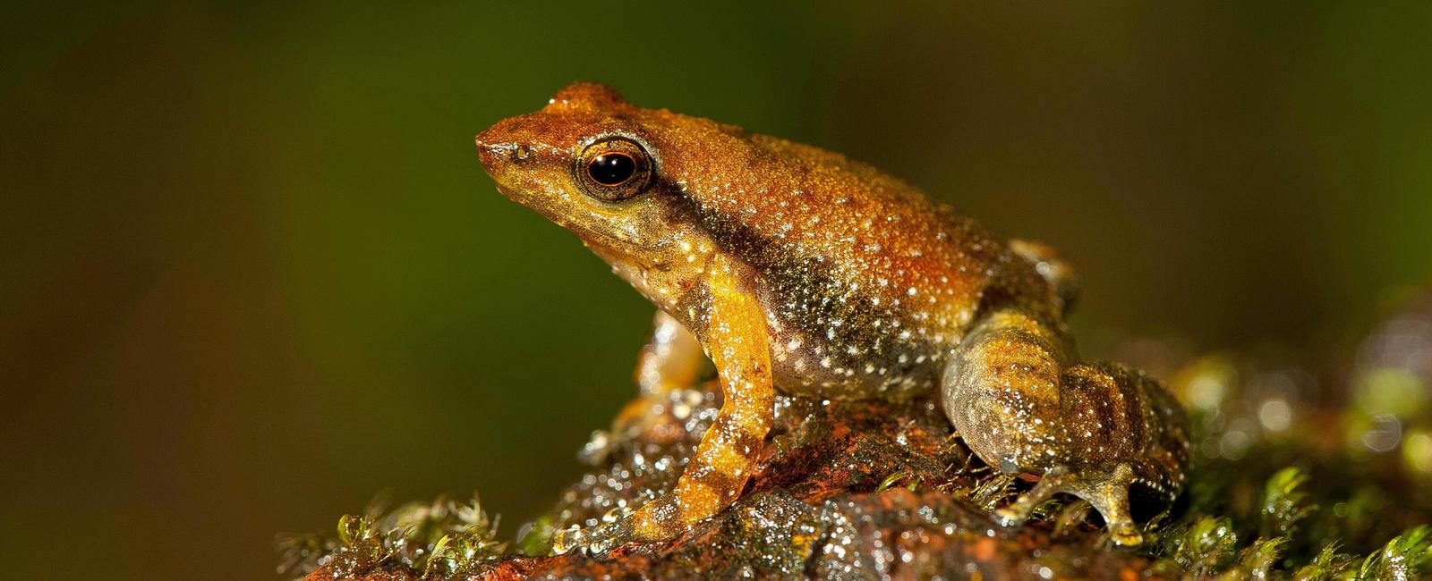 In 2014 14 new species of dancing frogs had been discovered