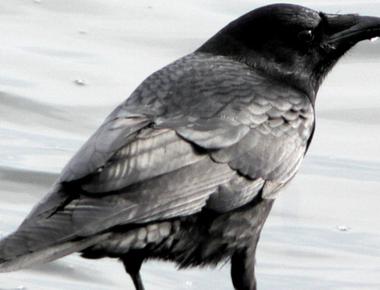 Wild crows can recognize specific people and hold grudges against them