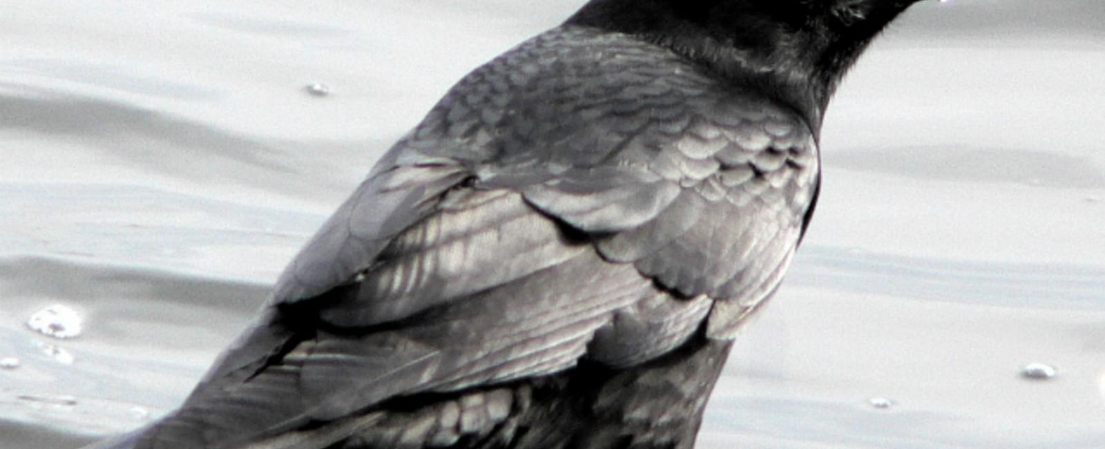 Wild crows can recognize specific people and hold grudges against them