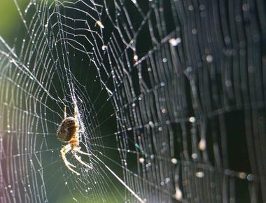 Spider silk may be thinner than human hair but it s 5 times stronger than steel scientists found that a strand contains thousands of smaller strands if human sized it can stop a boeing 747