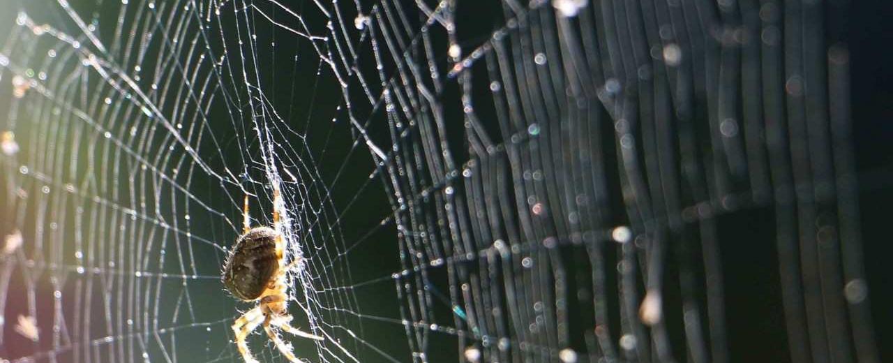 Spider silk may be thinner than human hair but it s 5 times stronger than steel scientists found that a strand contains thousands of smaller strands if human sized it can stop a boeing 747