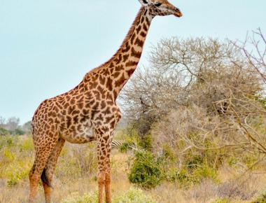 A giraffe has a small but powerful heart scientists have discovered that it needs a supercharged heart to maintain its blood flow from its heart up to its long neck then to its head