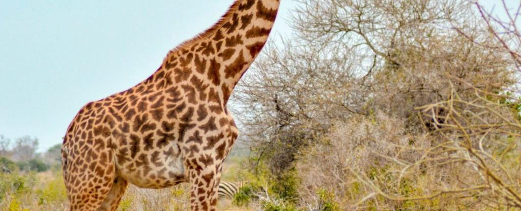 A giraffe has a small but powerful heart scientists have discovered that it needs a supercharged heart to maintain its blood flow from its heart up to its long neck then to its head