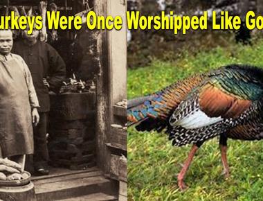 Turkeys were once worshipped like gods