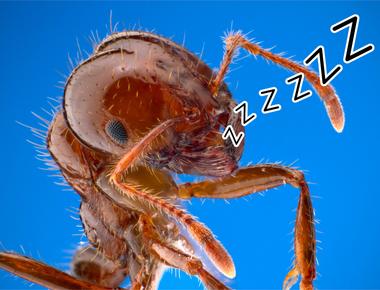 Busy ants sleep after all researchers have found it may not be 8 hours in bed like you but they take hundreds of naps per day to recharge for their non stop work schedule