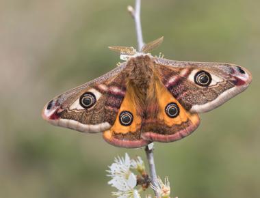 A male emperor moth can smell a female emperor moth up to 7 miles away