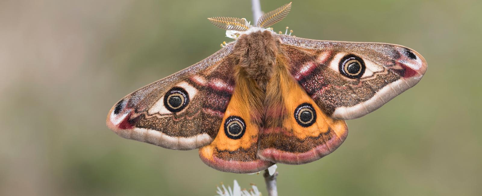 A male emperor moth can smell a female emperor moth up to 7 miles away