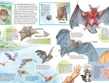 The leg bones of a bat are so thin that only two species of bats can walk