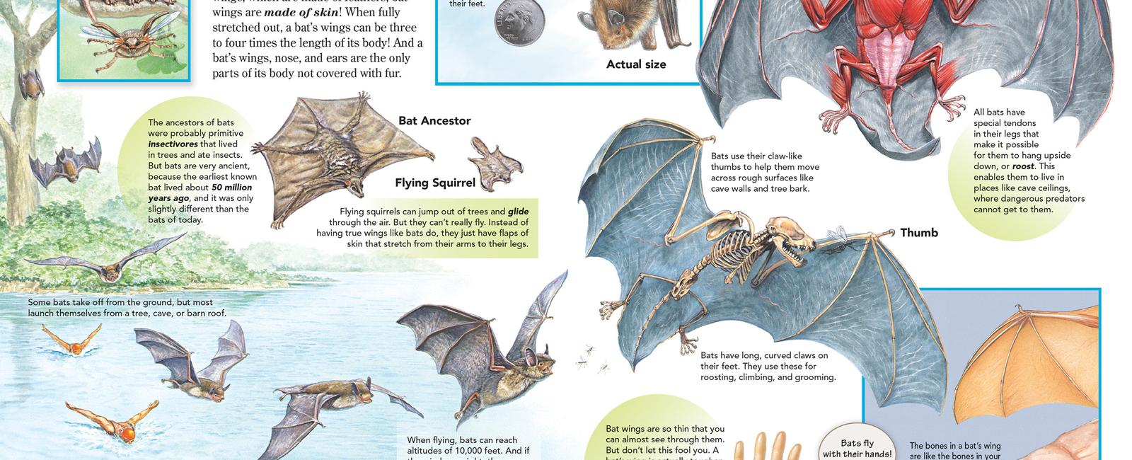 The leg bones of a bat are so thin that only two species of bats can walk