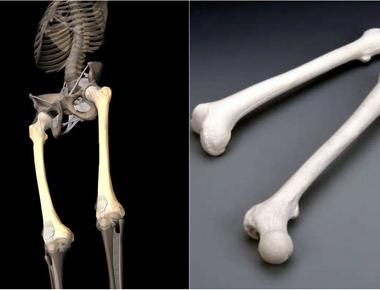 Human thighbones are stronger than concrete