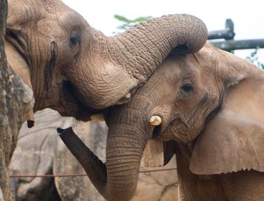 Elephants can produce sub sonic rumbles that they send through the ground in order to communicate