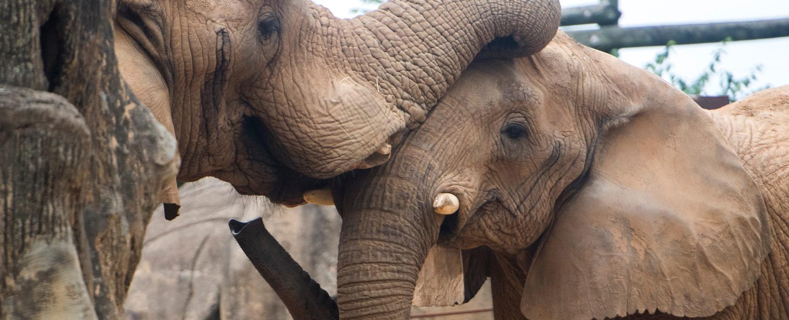 Elephants can produce sub sonic rumbles that they send through the ground in order to communicate