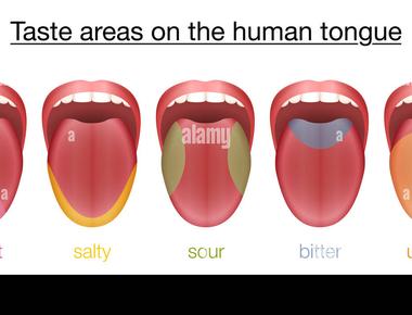 The human tongue is made up of groups of muscles and is always working as even when humans sleep the tongue pushes saliva down the throat