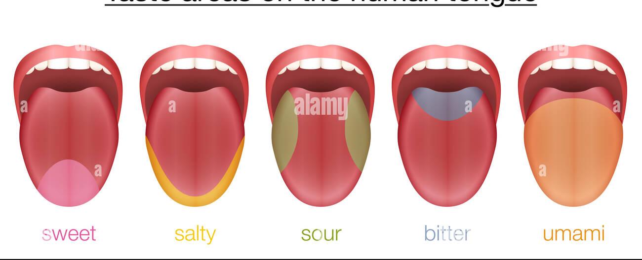 The human tongue is made up of groups of muscles and is always working as even when humans sleep the tongue pushes saliva down the throat