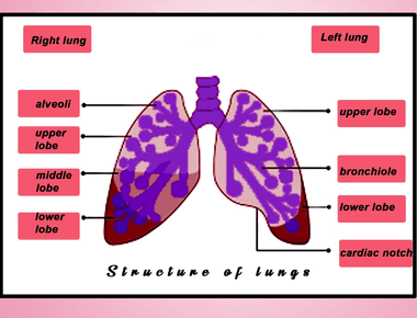 Your left lung is about 10 percent smaller than your right one