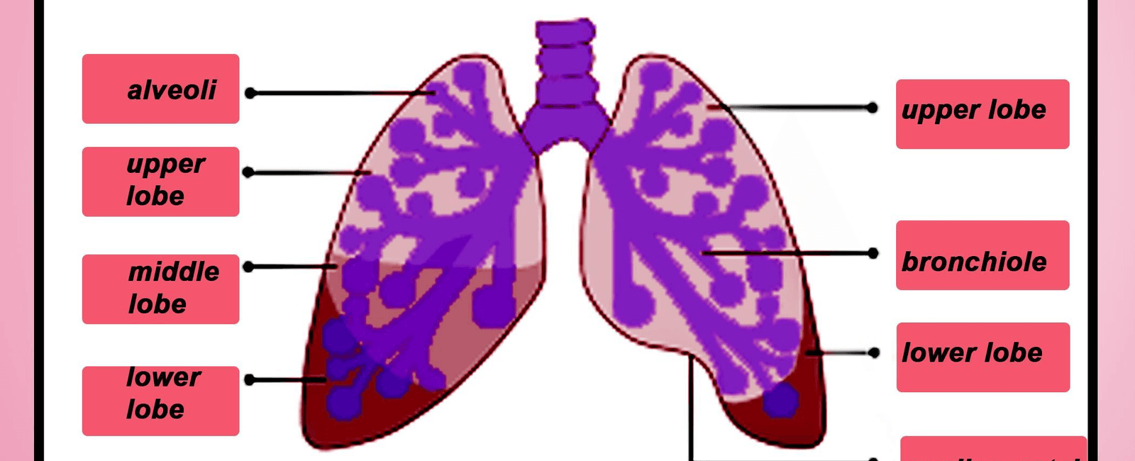 Your left lung is about 10 percent smaller than your right one