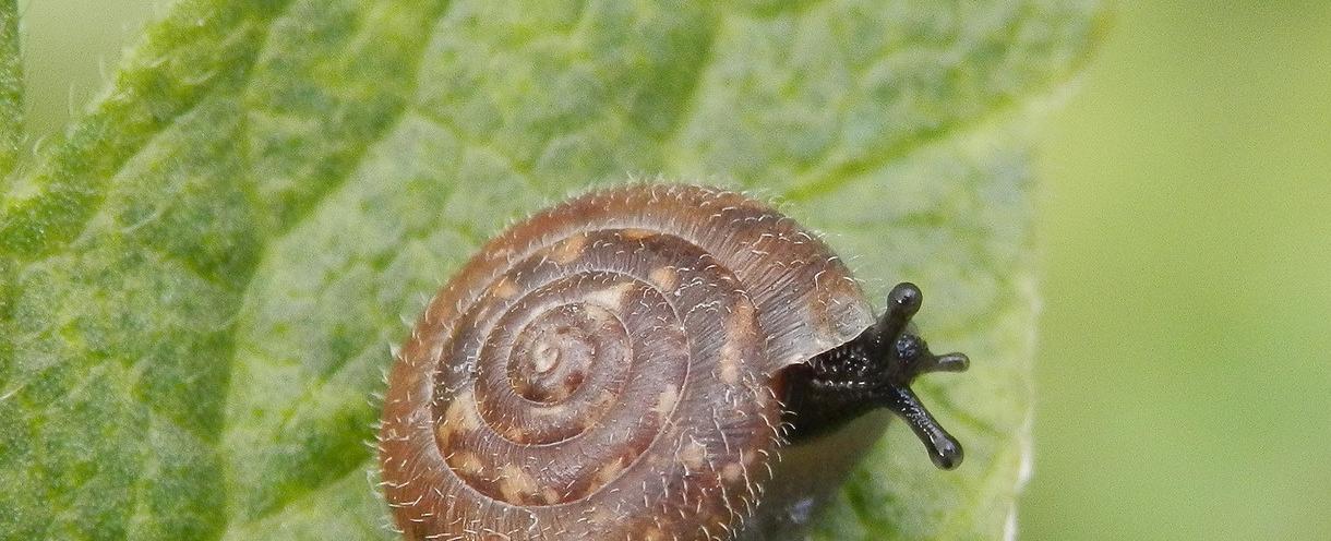 A species of air breathing land snail called trochulus hispidus has hairy shells the hairs have a practical purpose and help the snail stick to wet surfaces including leaves