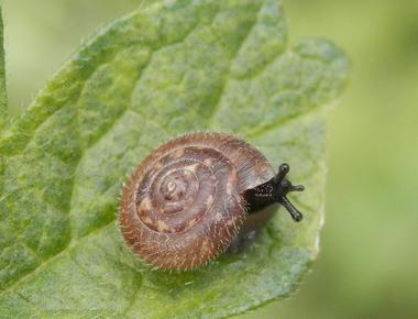 A species of air breathing land snail called trochulus hispidus has hairy shells the hairs have a practical purpose and help the snail stick to wet surfaces including leaves