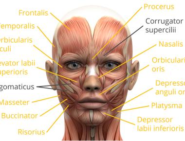 There are approximately 60 muscles in the face