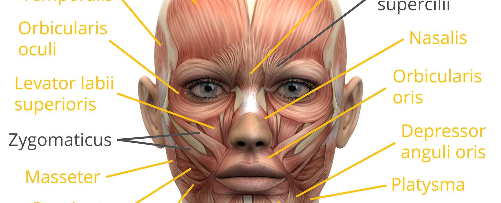 There are approximately 60 muscles in the face