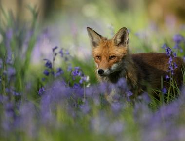 Over 80 of the plants and animals found in australia including mammals landlocked fish and flowering plants are native to the country and not found anywhere else