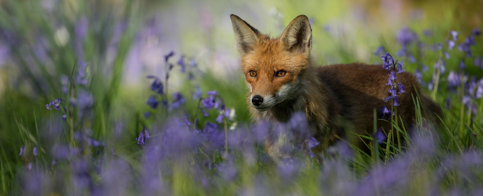 Over 80 of the plants and animals found in australia including mammals landlocked fish and flowering plants are native to the country and not found anywhere else