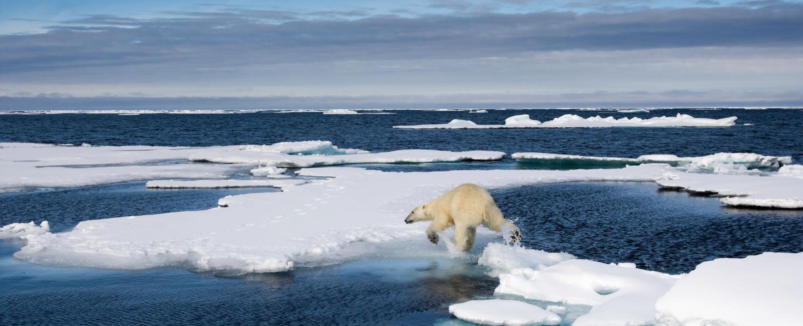 The arctic ocean is the smallest in the world