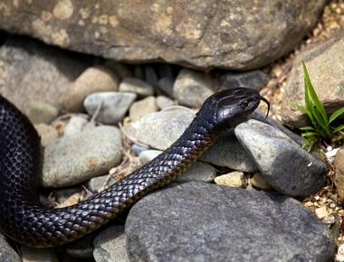 There are only three types of snakes on the island of tasmania and all three are deadly poisonous