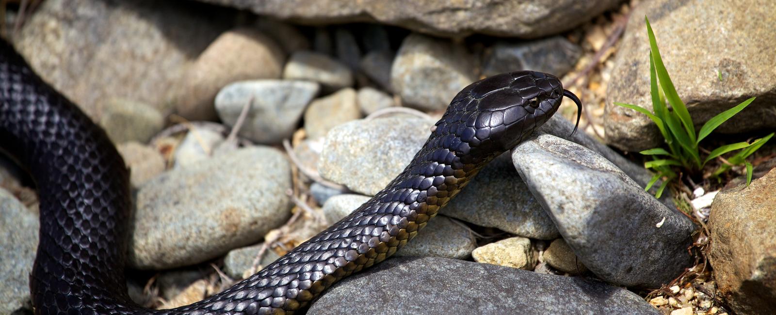 There are only three types of snakes on the island of tasmania and all three are deadly poisonous